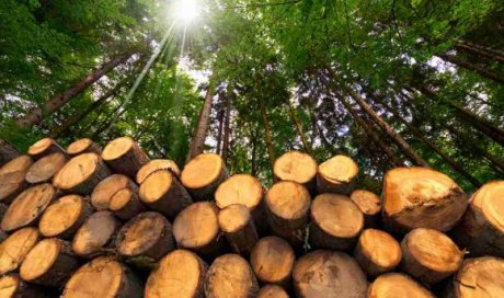 Réalisation de travaux forestier dans le Libournais