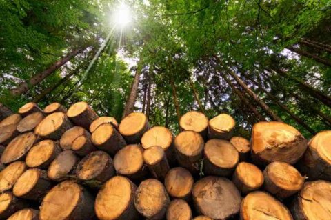 Réalisation de travaux forestier dans le Libournais